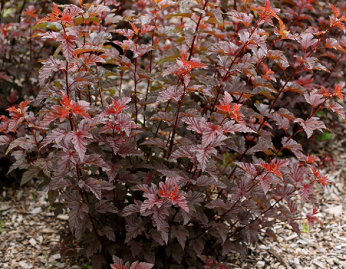 Tavoľa kalinolistá ´Lady in Red´