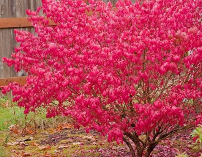 Bršlen krídlatý 40 - 50cm