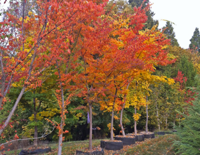 Zelkova ostrolistá  (Zelkova serrata)