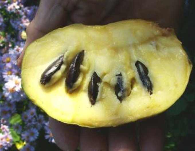 Asimina trojlaločná ´Prima 1216´ - Banán Severu