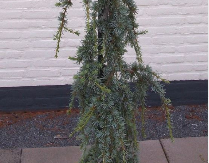 Céder libanonský ´Atlantica La Fontaine´