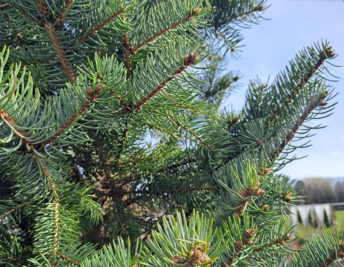 Smrek pichľavý ´Iseli Fastigiate´ na kmienku