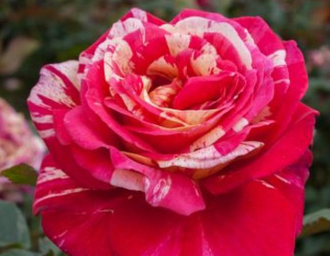 Ruža stromčeková ´PAPAGENO´