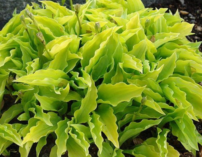 Hosta  ´Lemon Lime´