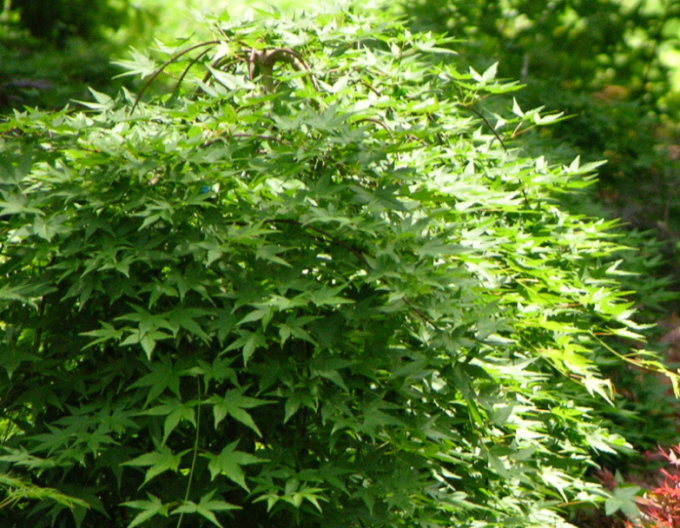 Javor dlanitolistý ´Rhyusen´ na kmienku