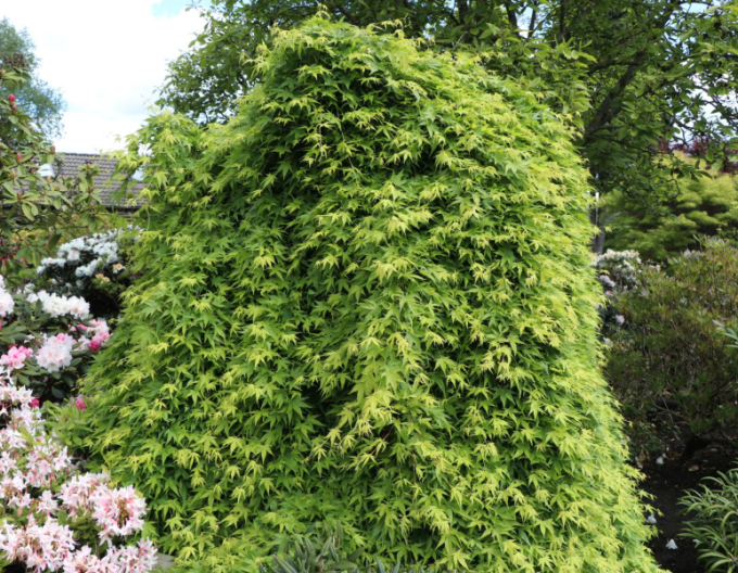 Javor dlanitolistý ´Rhyusen´ na kmienku