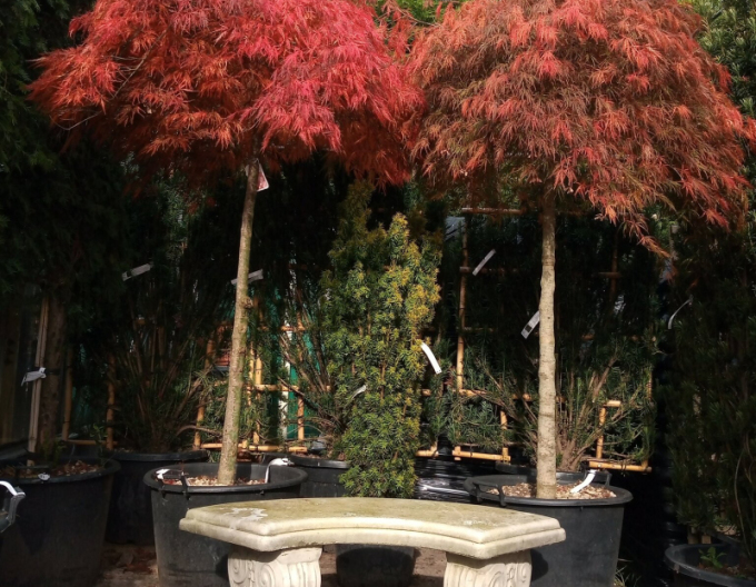 Javor dlaňovitolistý ´Garnet´ na kmienku 190cm