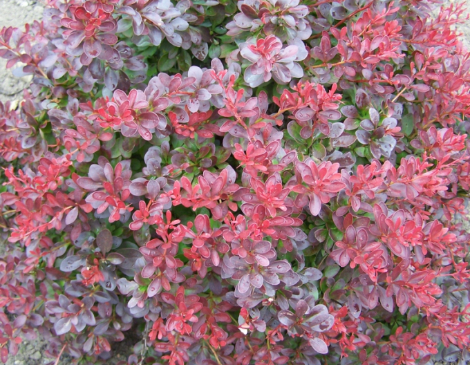 Dráč Thunbergov ´Atropurpurea Nana´