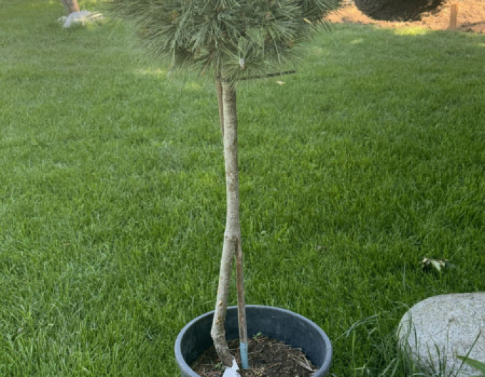 Borovica hladká ´Butter Cup´ na kmienku