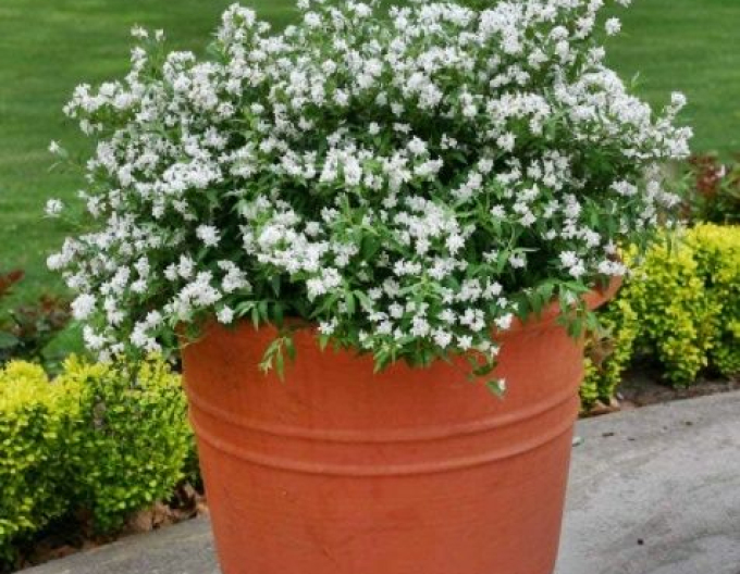 Trojpuk nežný ´Nikko´