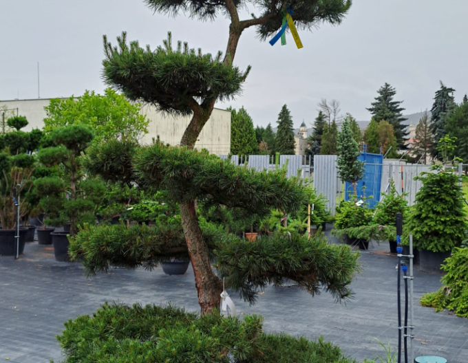 Borovica lesná  ´Bonsaj´ 200/225cm