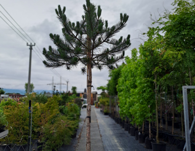 Borovica čierna  na kmienku