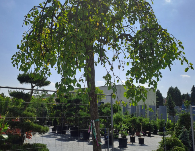 Moruša previslá biela (čierne plody) 270cm