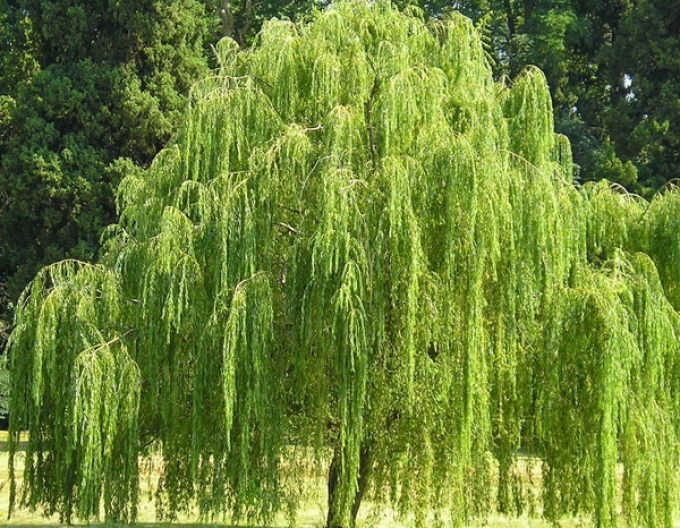 Vŕba babylonská (smutná vŕba)