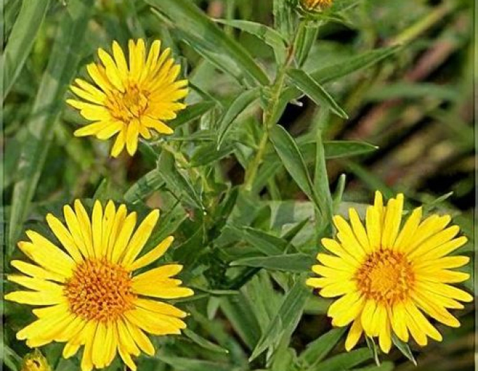 Inula ensifolia - oman ´Yellow´