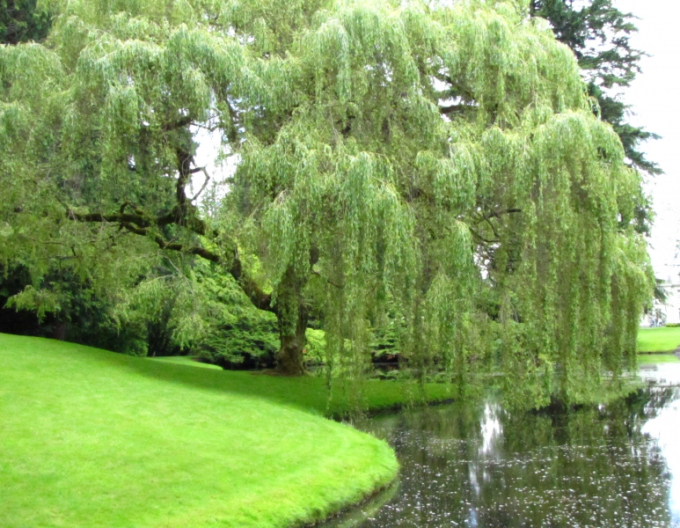 Vŕba babylonská (smutná vŕba)
