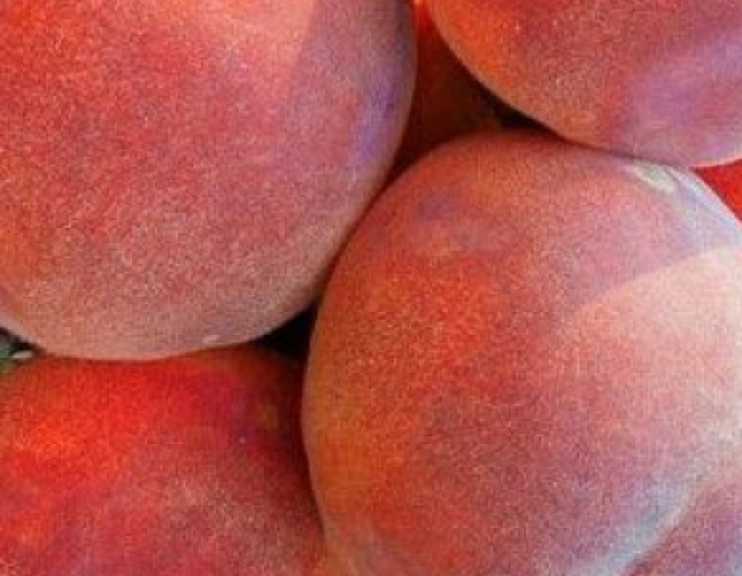 Broskyňa ´Dixired´ skorá, podp. GF677, kont. 5l