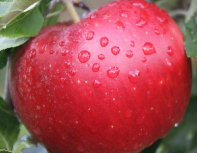 Jabloň ´Idared´ zimná, podp. M9, kont. 5l