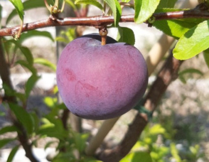 Slivka japonská ´Friar´, podp. Myrobalán, kont.5l