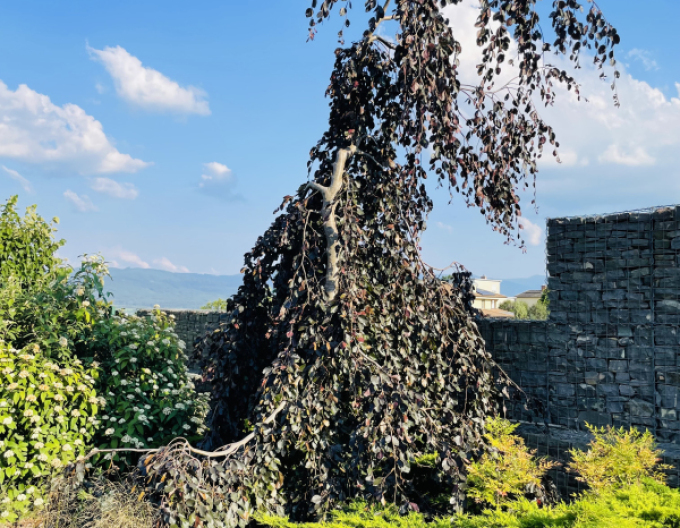 Buk lesný "Purple Fontaine"