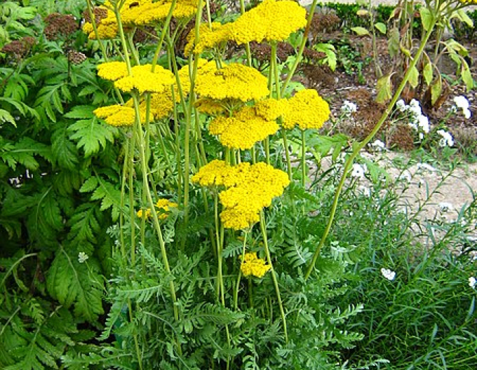 Rebríček ´Cloth of Gold´