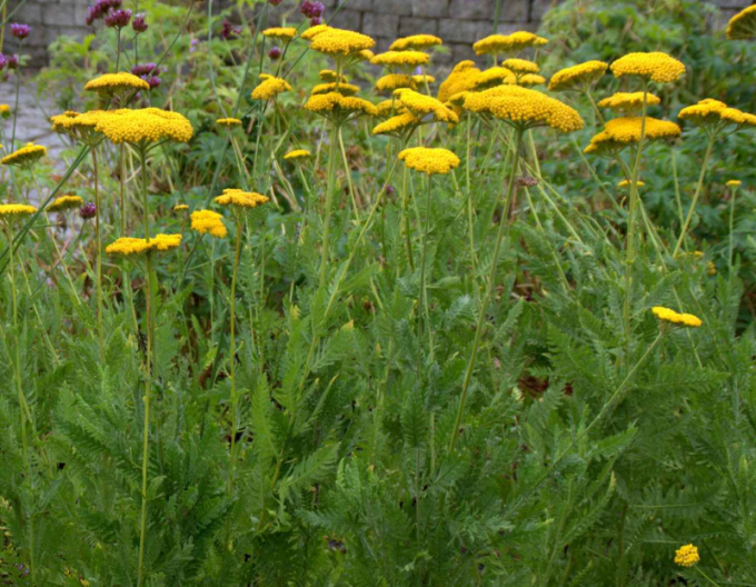 Rebríček ´Cloth of Gold´