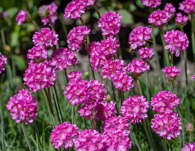 Trávnička "Armada Rose"