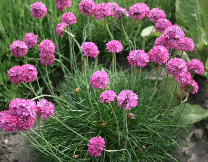 Trávnička "Armada Rose"