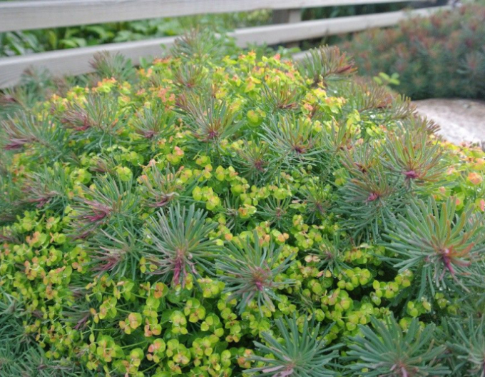 Mliečnik cyparissias ’Fens Ruby’