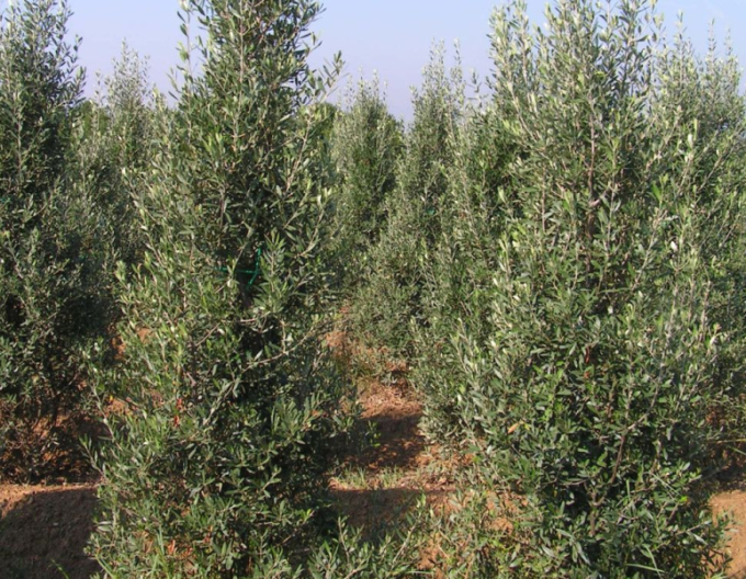 Olivovník európsky ´Cipressino´ 80 - 100cm