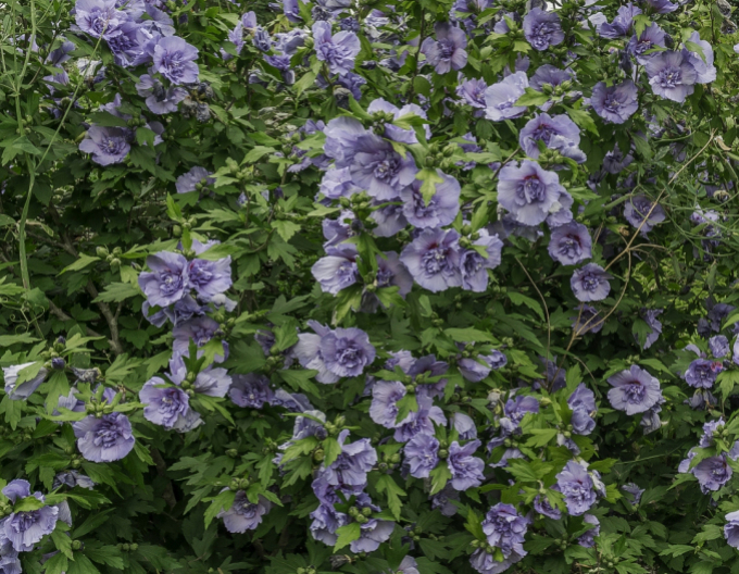 Ibištek sýrsky ´Blue Chiffon´