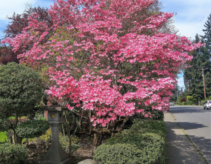 Drieň kvetnatý ´Rubra´