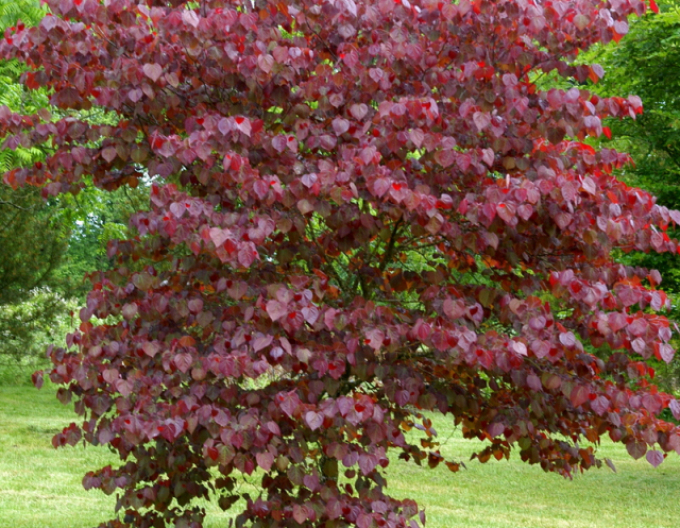 Judášovec kanadský ‘Forest Pansy’