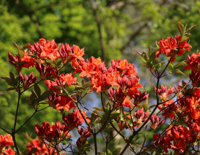 Azalka veľkokvetá ´Parkfeuer´