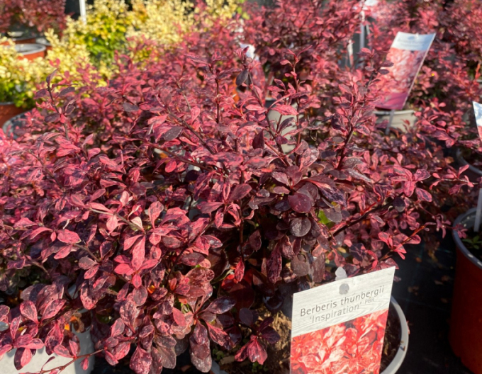 Dráč Thunbergov ´Inspiration´