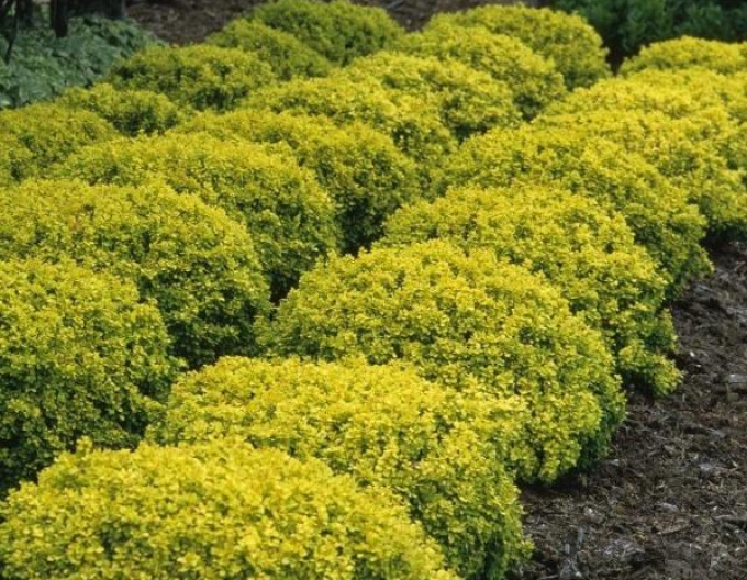 Dráč Thunbergov "Tiny Gold"