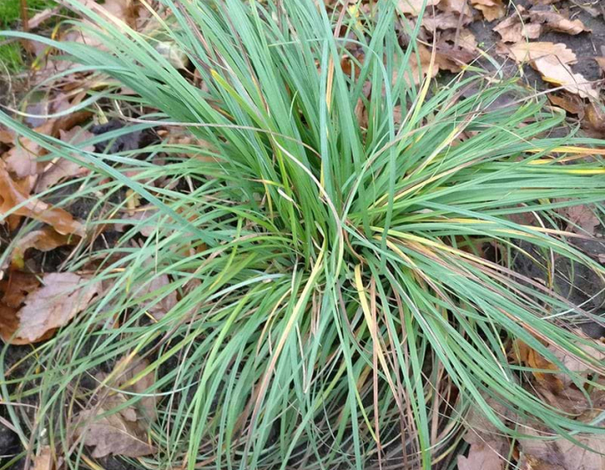 Ostrica ´Blue Zinger´ 1,5L