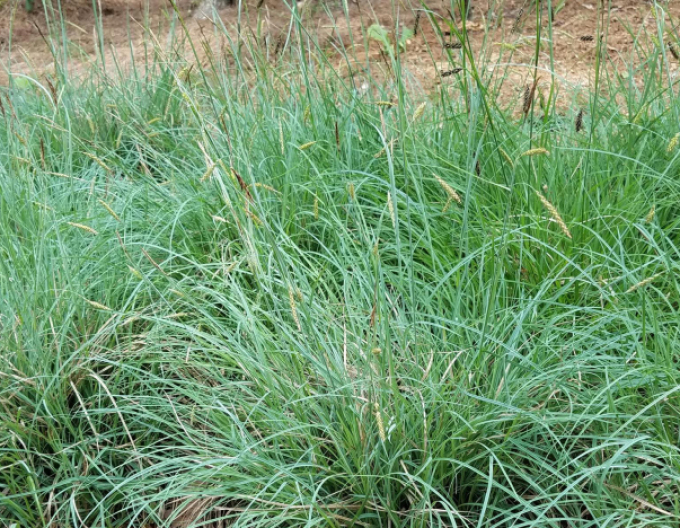 Ostrica ´Blue Zinger´ 1,5L