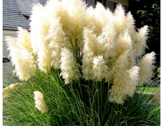 Pampová tráva ´White Feather´