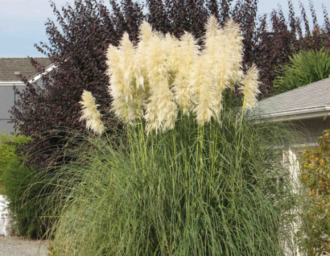 Pampová tráva ´White Feather´
