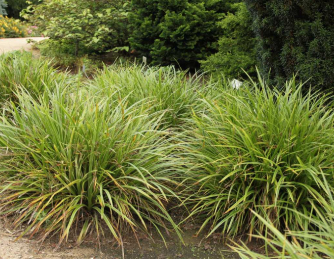 Ostrica ´Variegata´