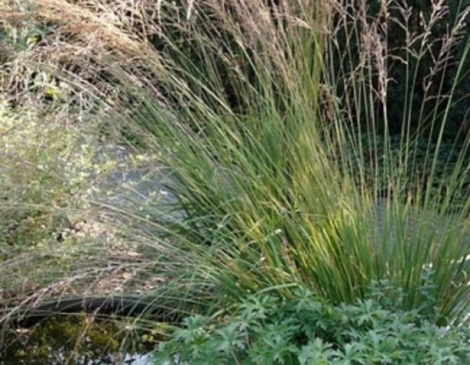 Bezkolenec "Edith Dudszus"