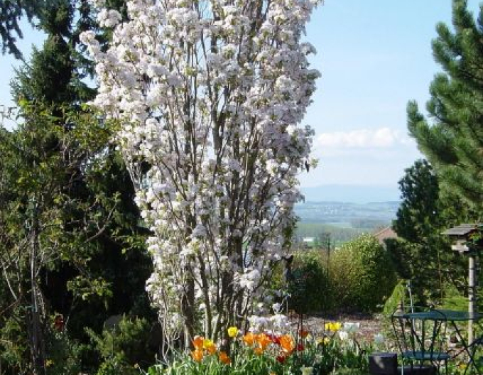 Čerešňa okrasná ´Amanogawa´ (Sakura)