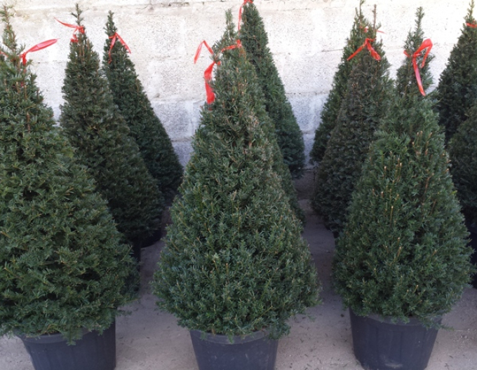 Tis obyčajný ´Cono´