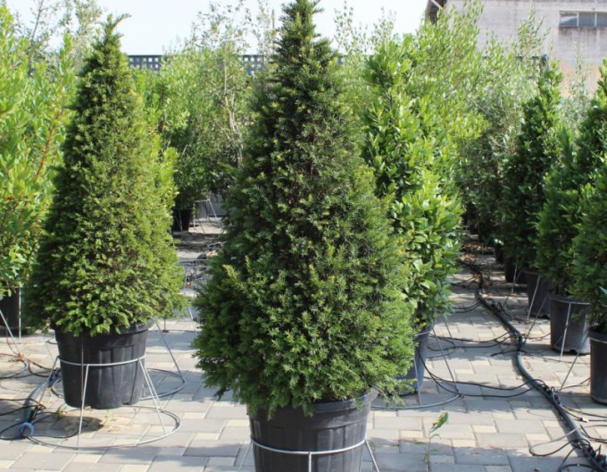 Tis obyčajný ´Cono´