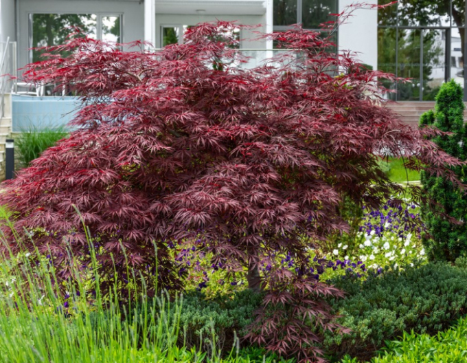 Javor dlaňovitolistý ´Garnet´ na kmienku 190cm