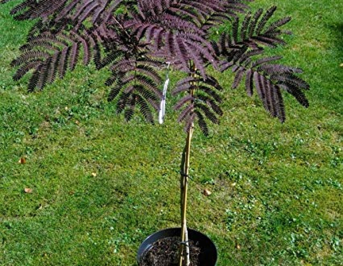 Albizia ružová ´Summer Chocolate´ 125 - 150cm