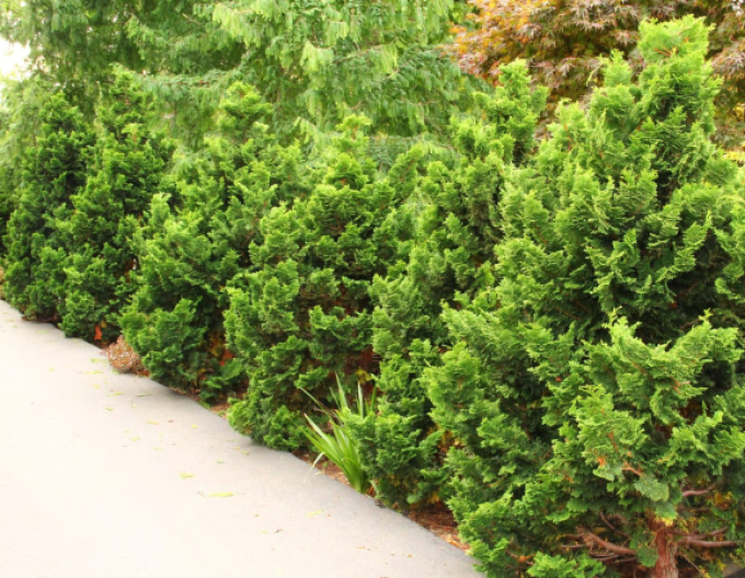 Cypruštek tupolistý "NANA GRACILIS"