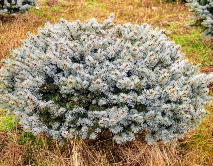 Smrek pichľavý ‘Glauca Globosa´