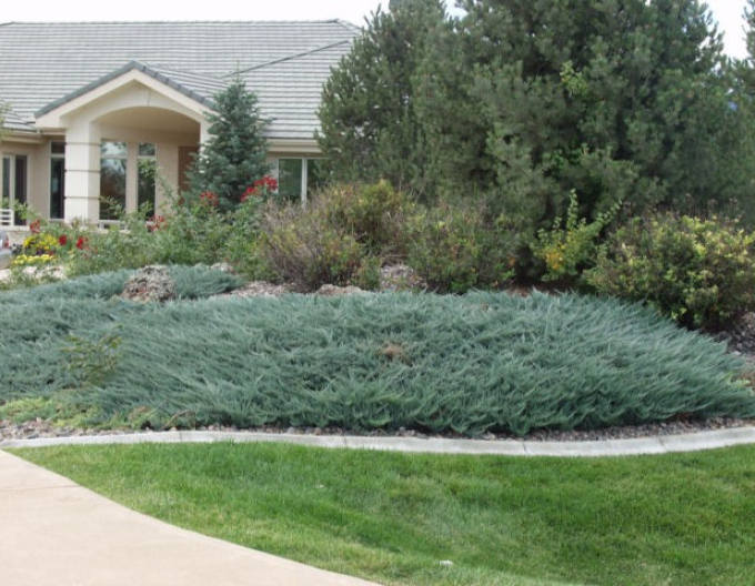 Borievka rozprestretá ´Blue Chip´